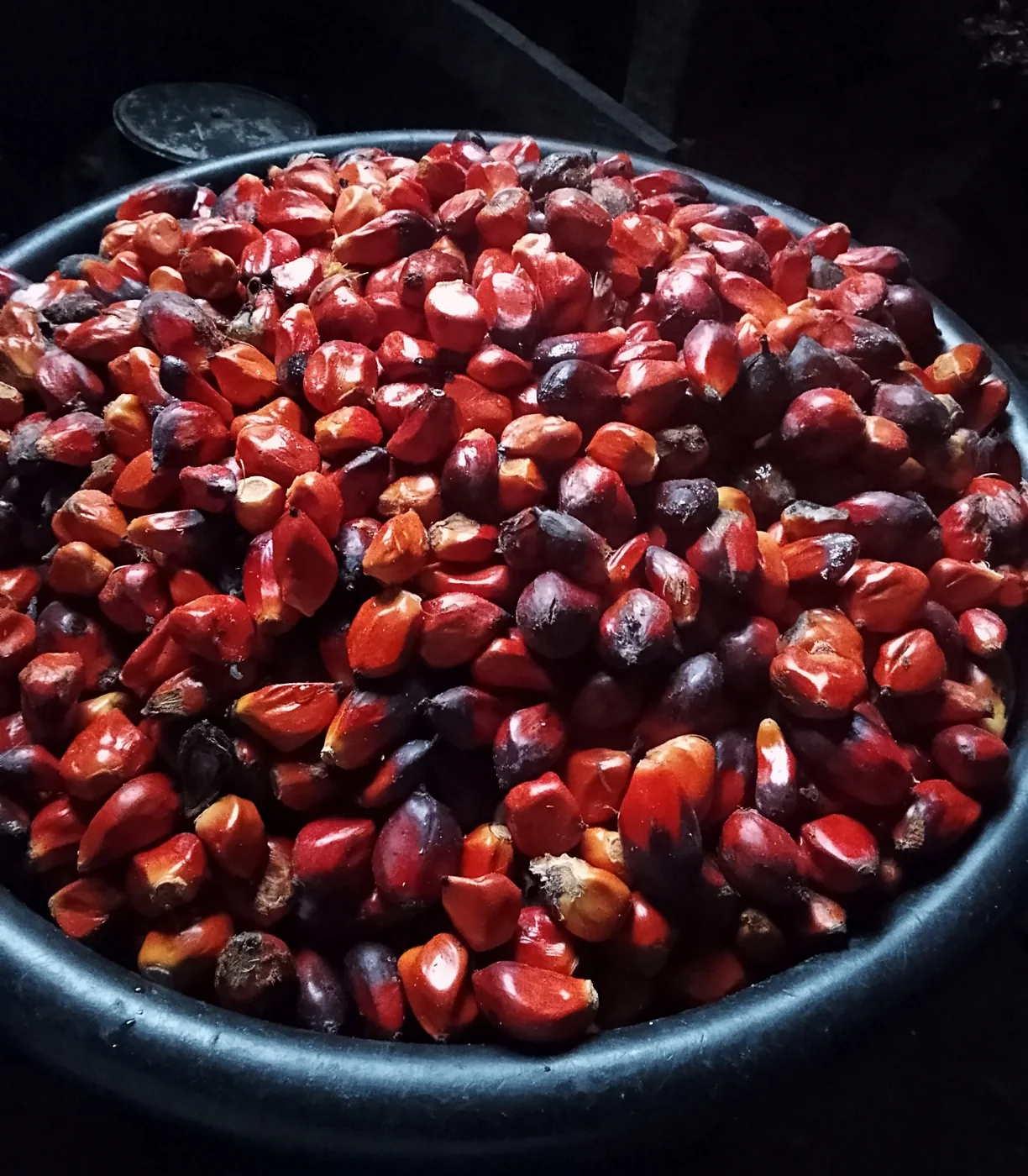 Fresh oil palm fruits collected after harvesting
