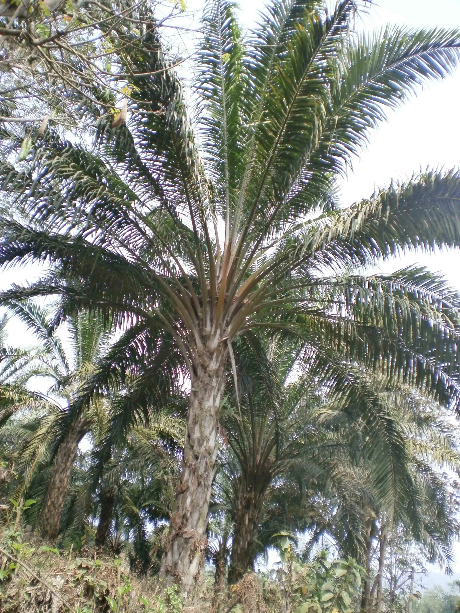 Oil palm plantation representing the agricultural origin of palm oil