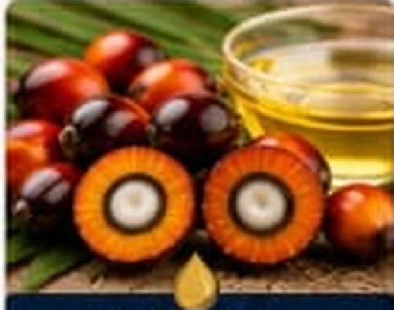 Palm fruit and palm oil category